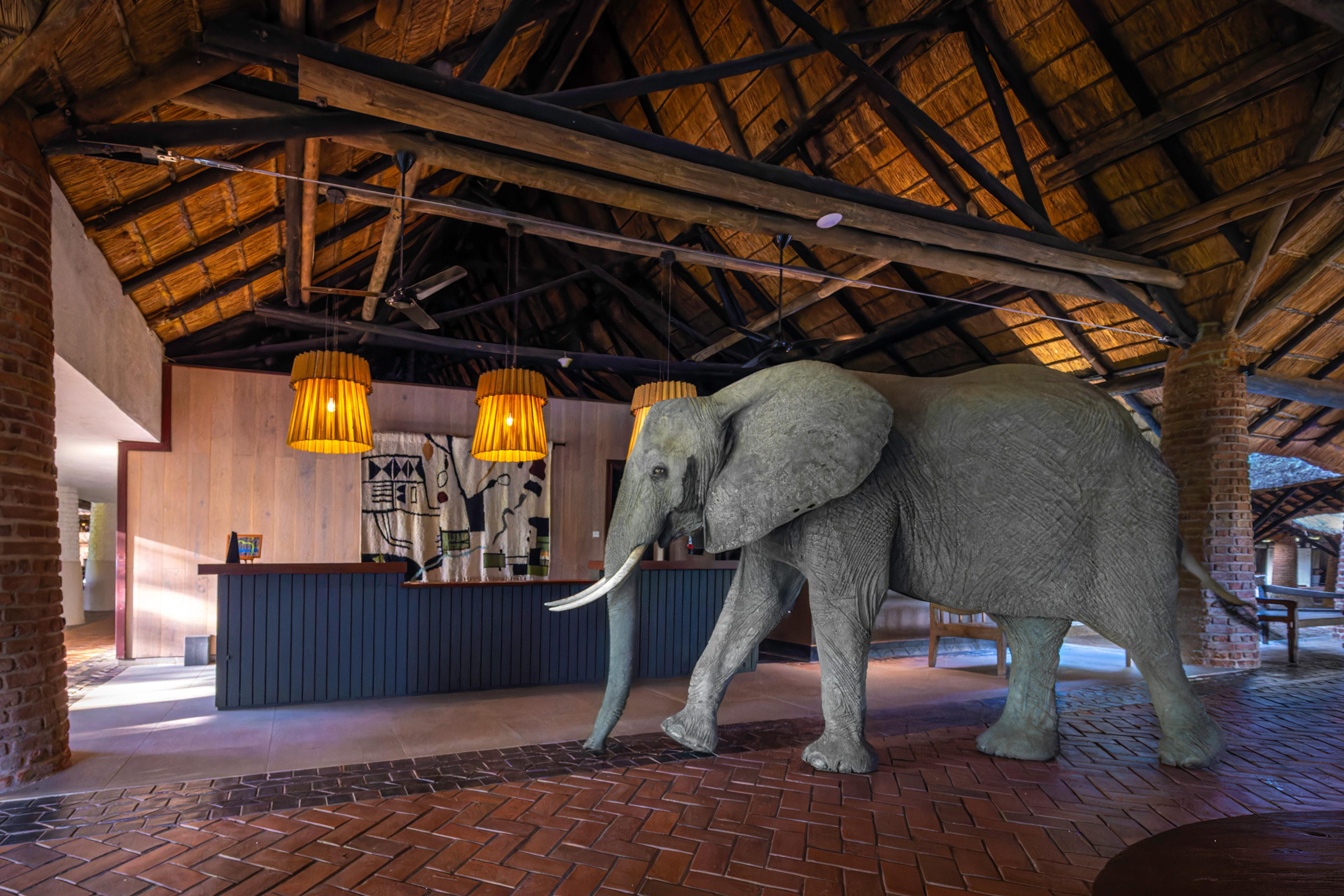 Elephant strolling through the reception area at Mfuwe Lodge in Zambia