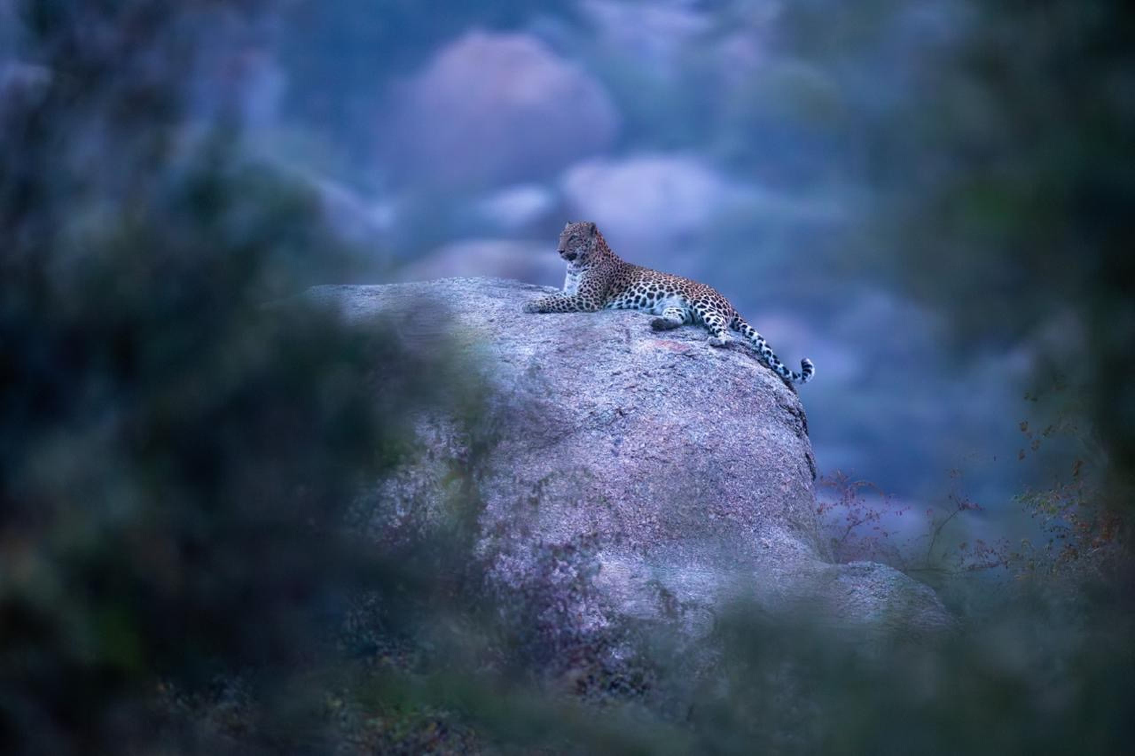 The leopard at sunset