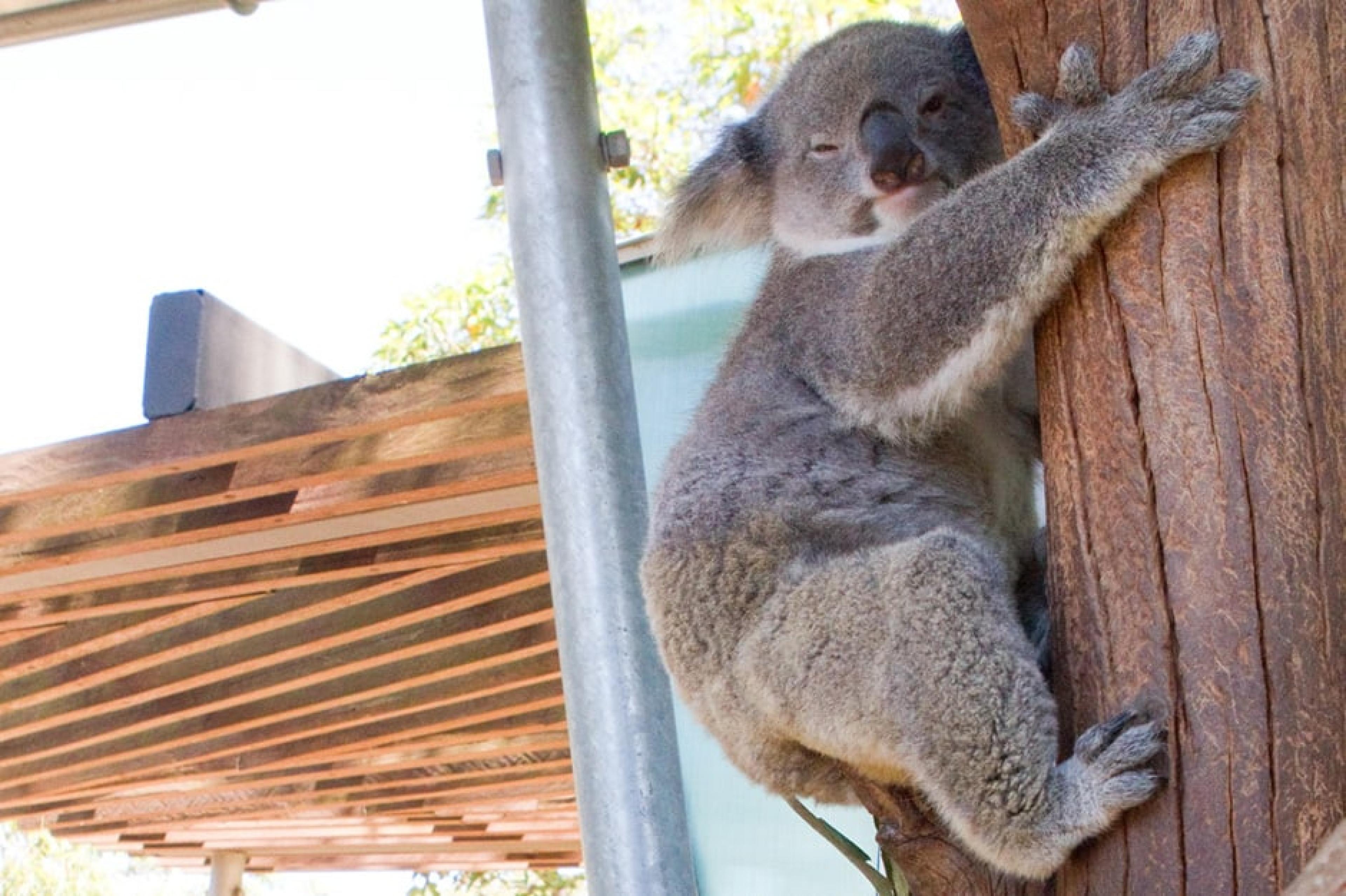 Auatralian wildlife at Taronga Zoo  , Sydney, Australia