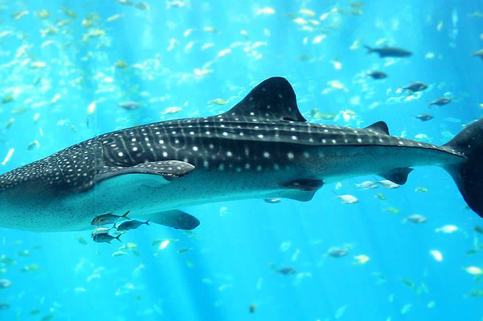Indagare Tours: Swimming with Whale Sharks