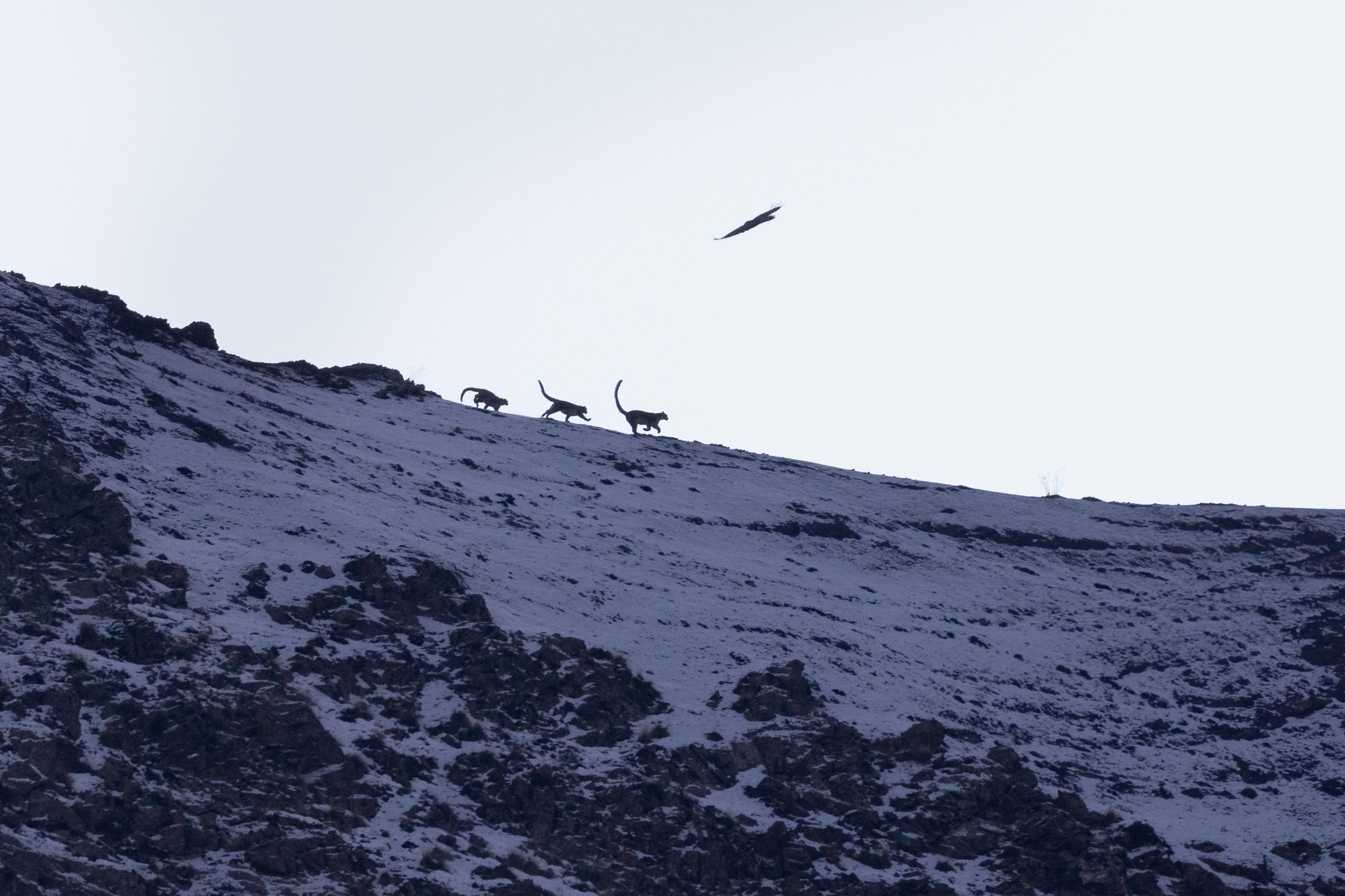 3 snow leopards running in the snowy mountains 
