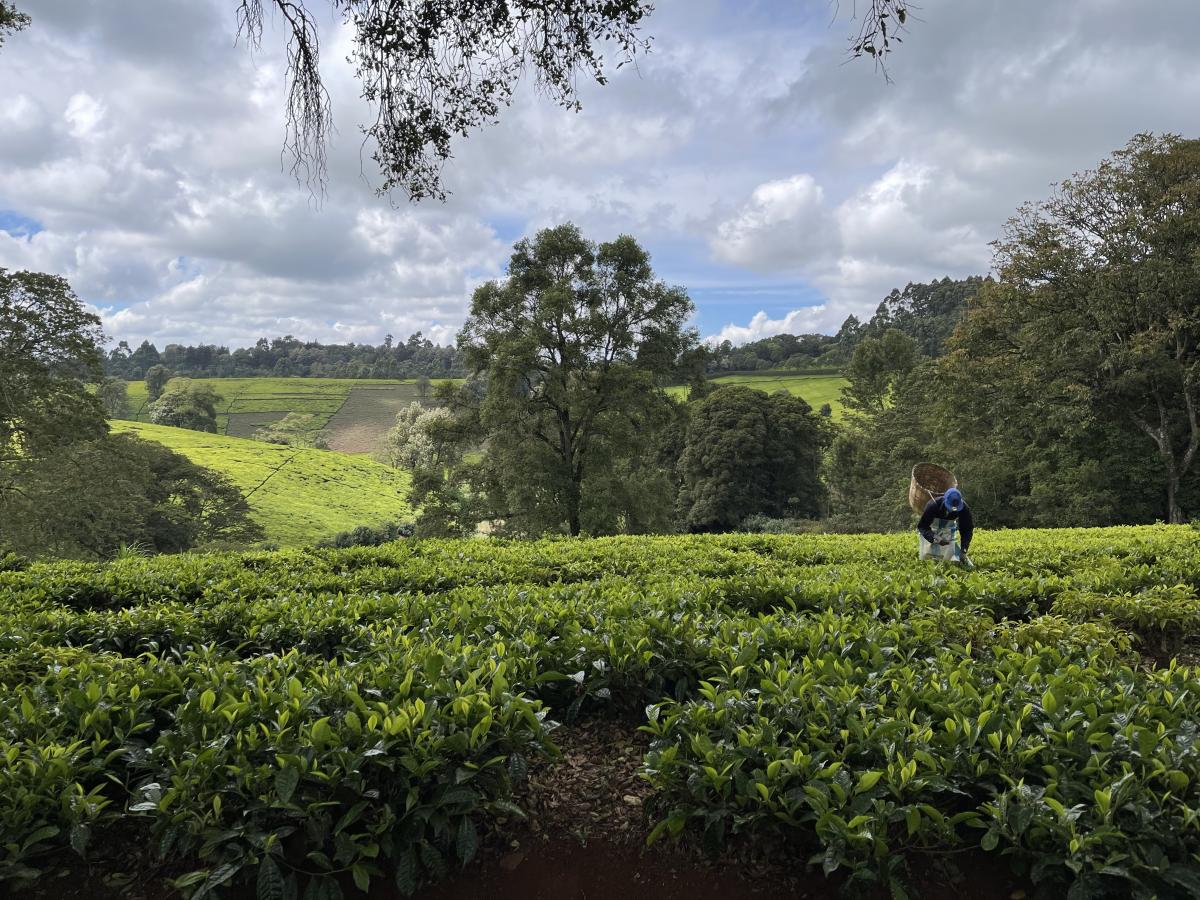 Kiambethu Tea Farm