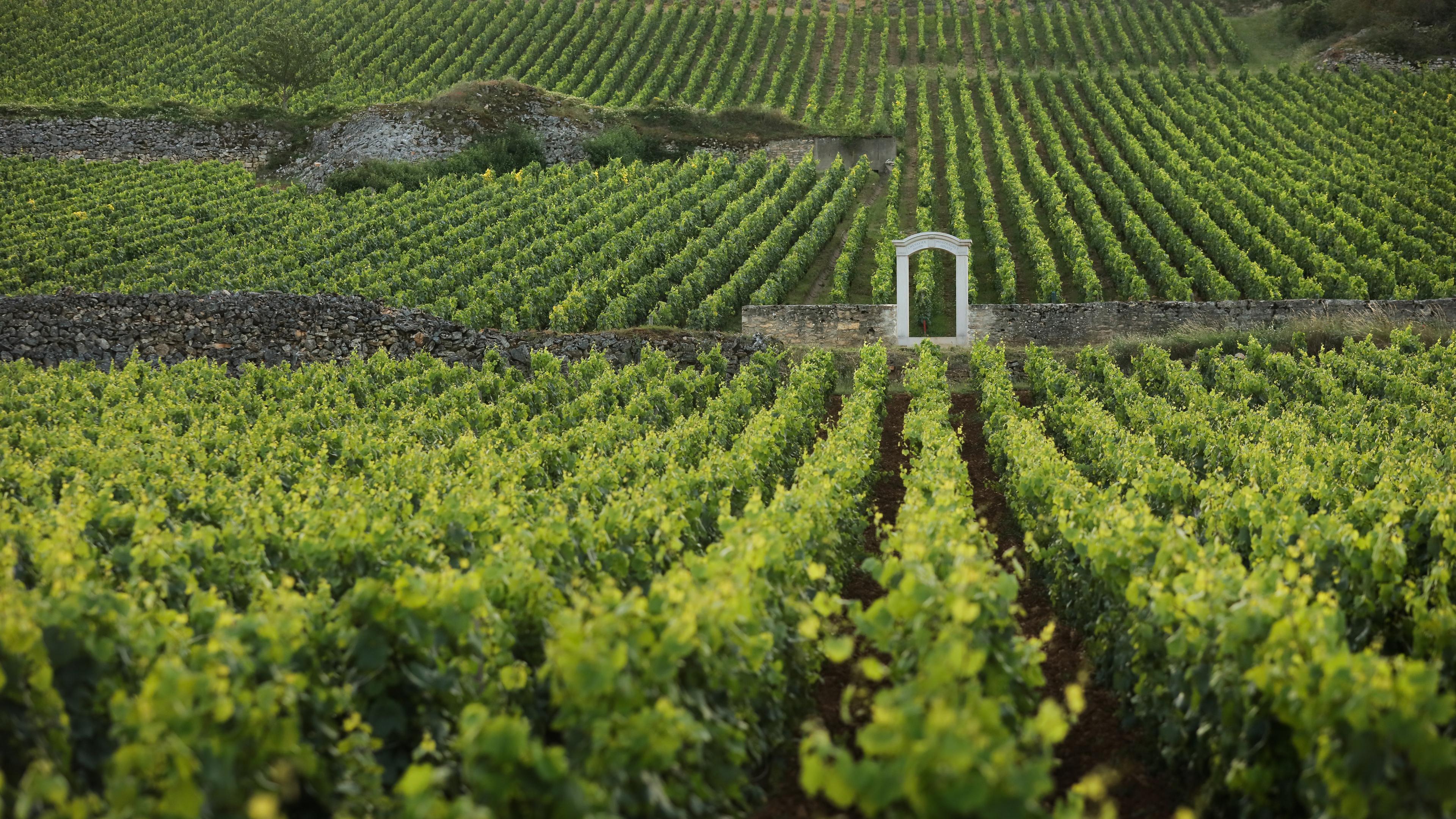 Green vineyard