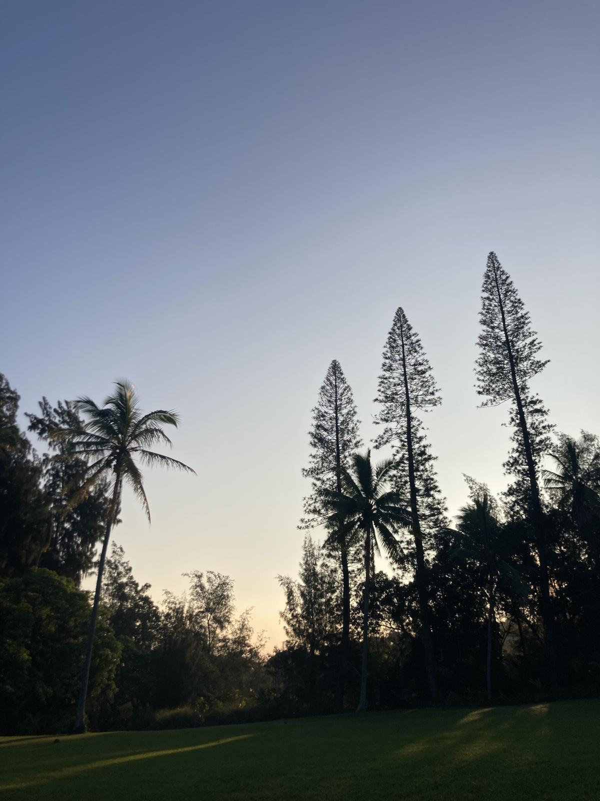 Kalōpā State Recreation Area | Indagare Travel