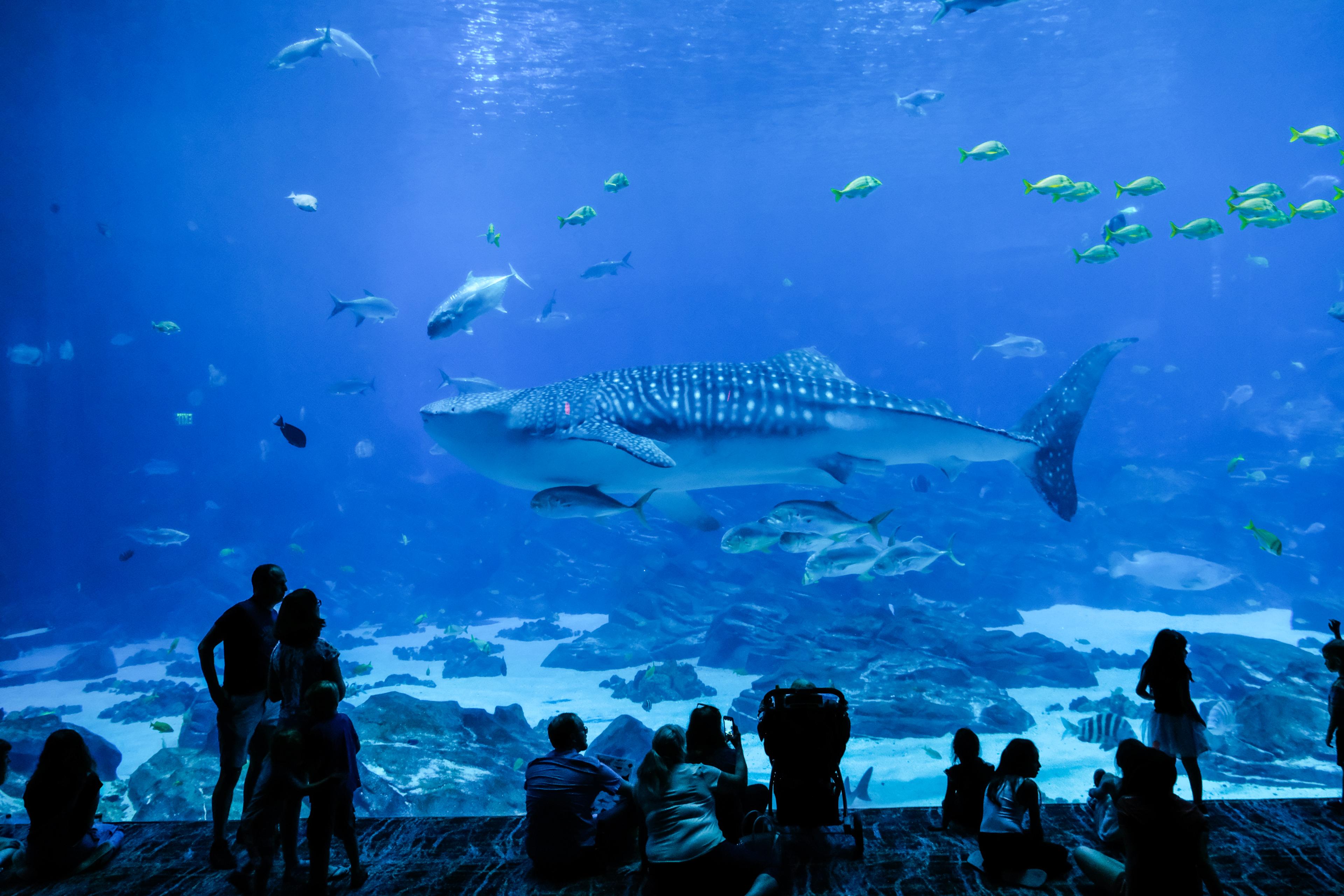 A whale shark in a tank 
