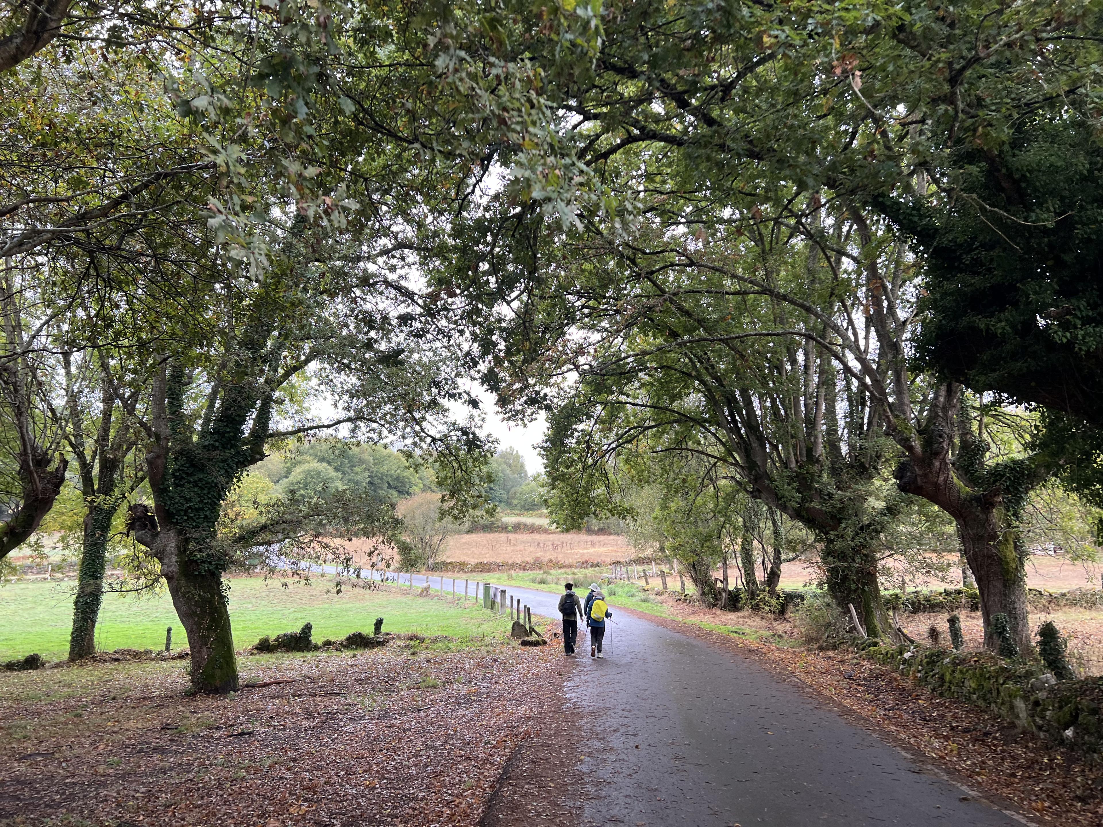 Two pilgrims walking a quiet paved road bordered by tall trees and green fields.