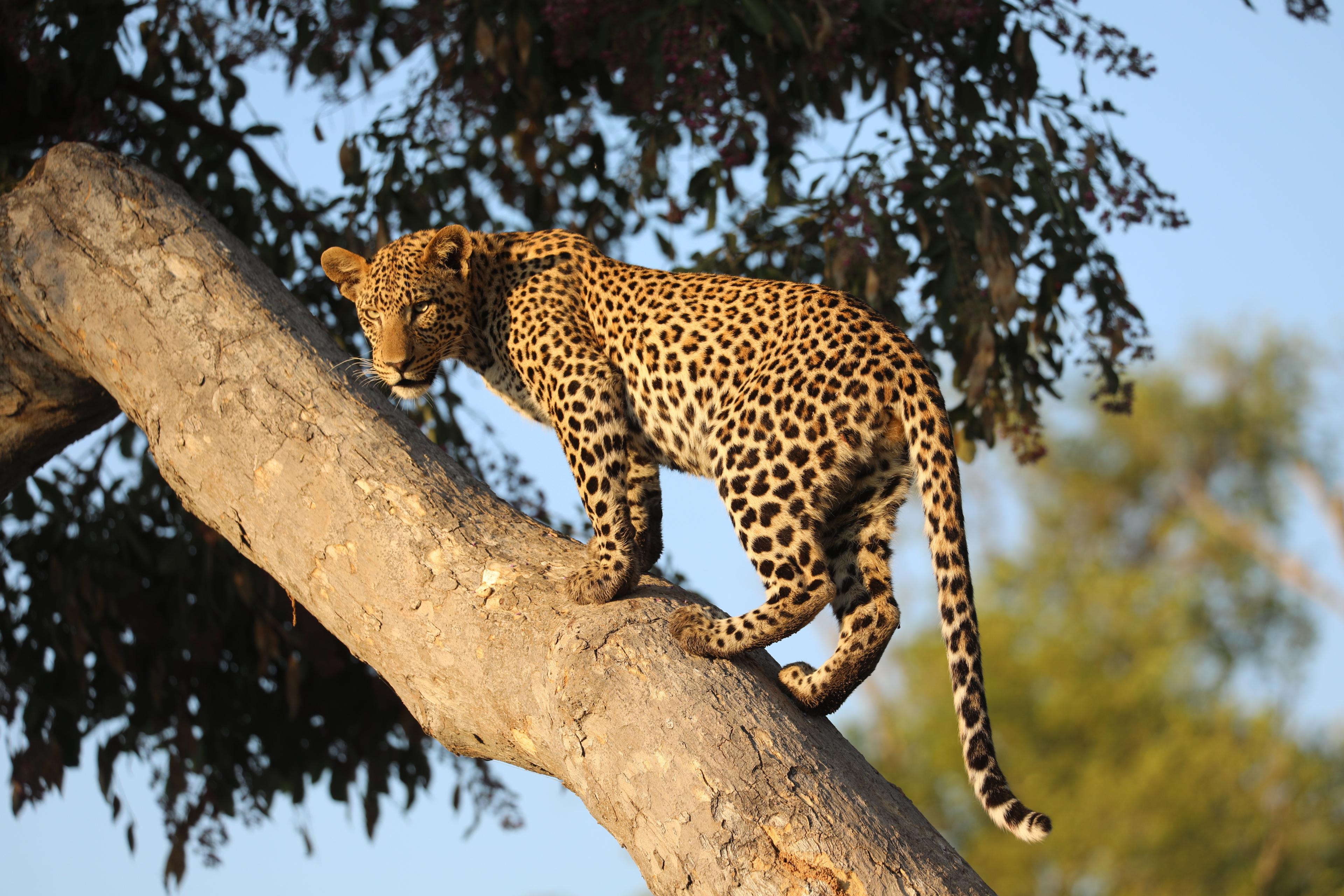 Botswana - Duba Plains - Paige Gordon- 2025 - Leopard (2).JPG