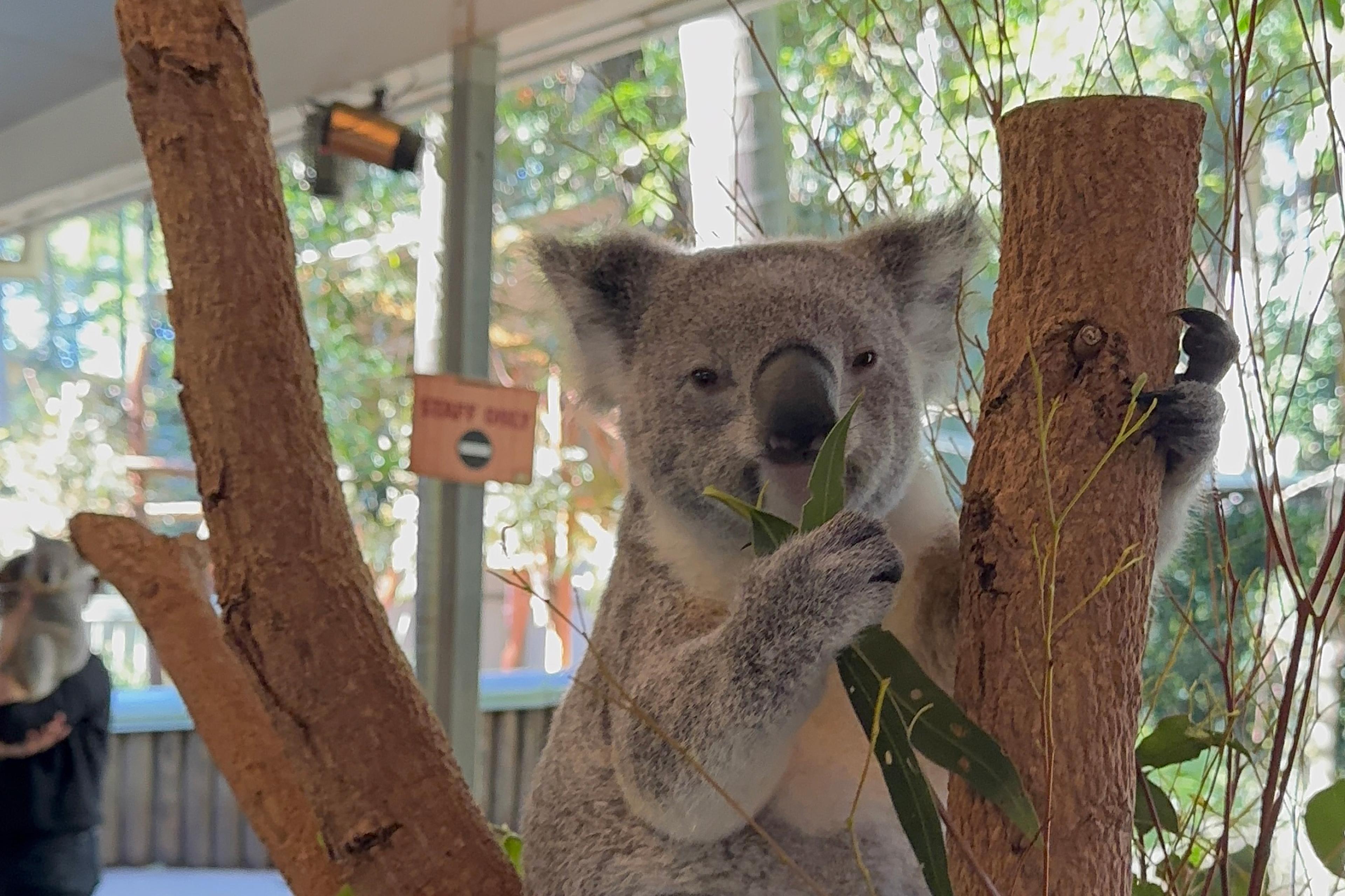 At the Lone Pine Koala Sanctuary, a close-up of a koala clinging to eucalyptus branches, nibbling leaves in a bright zoo enclosure.