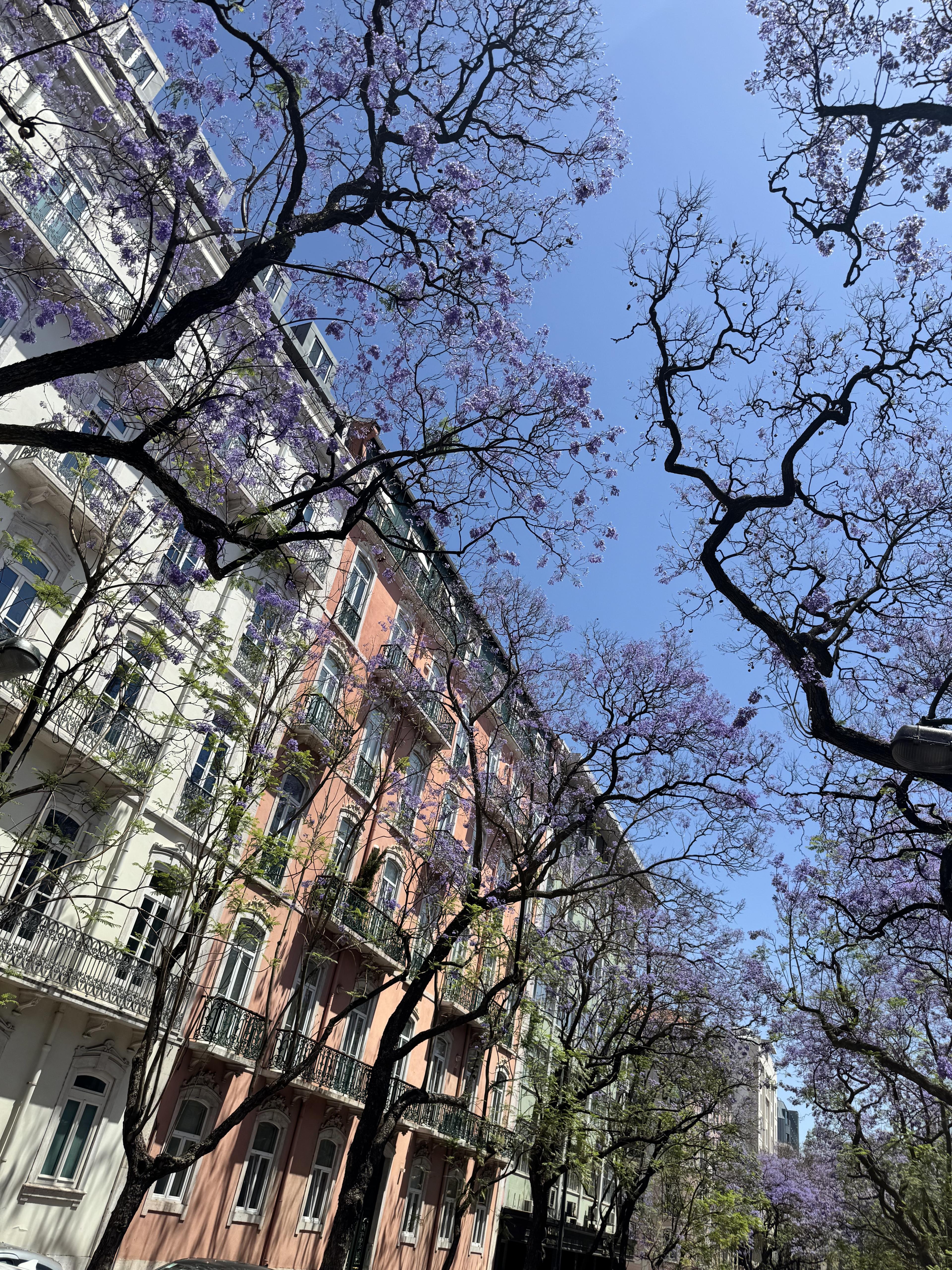 Lisbon jacaranda trees on side street