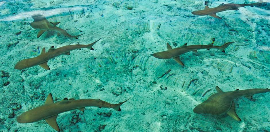 Diving In Palau