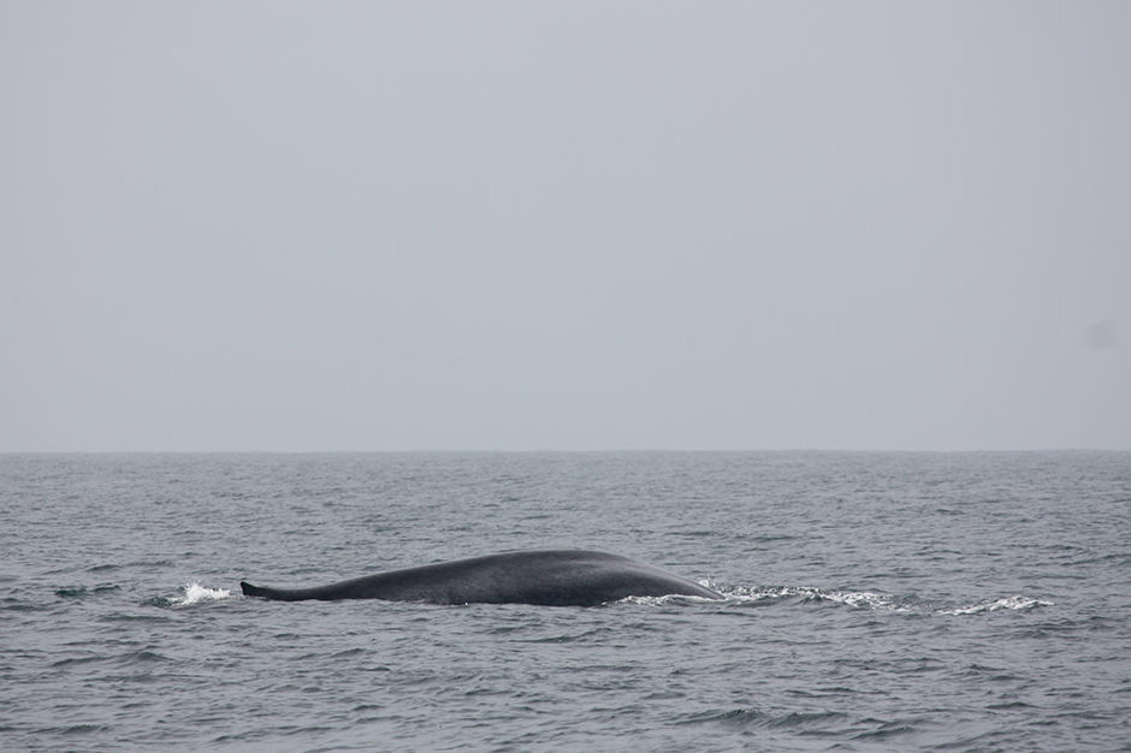 Things to Do In Sri Lanka | Top Attractions Curated by Indagare