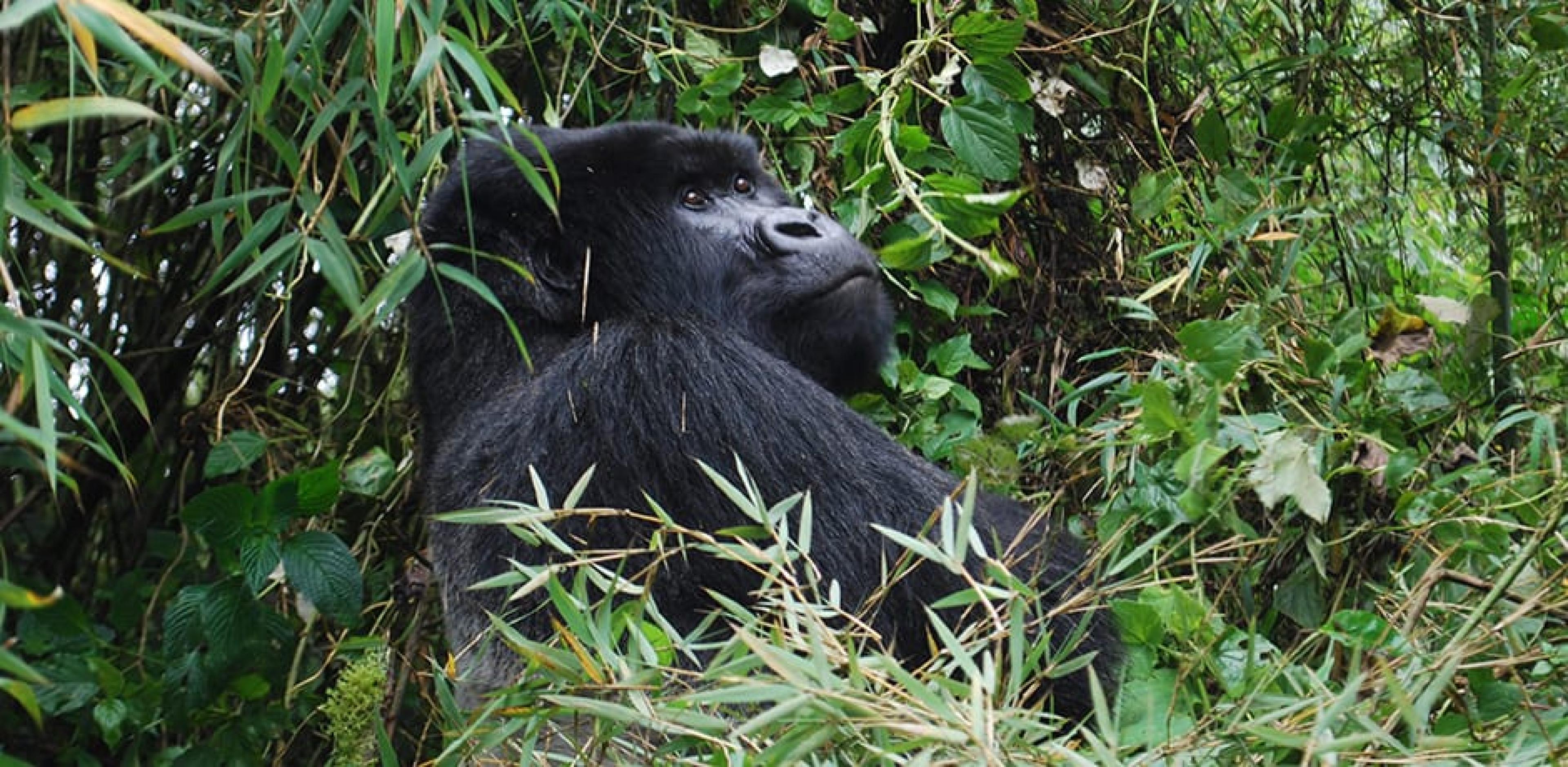 Rwanda Inspiration: Best Places to Stay, Eat and Explore