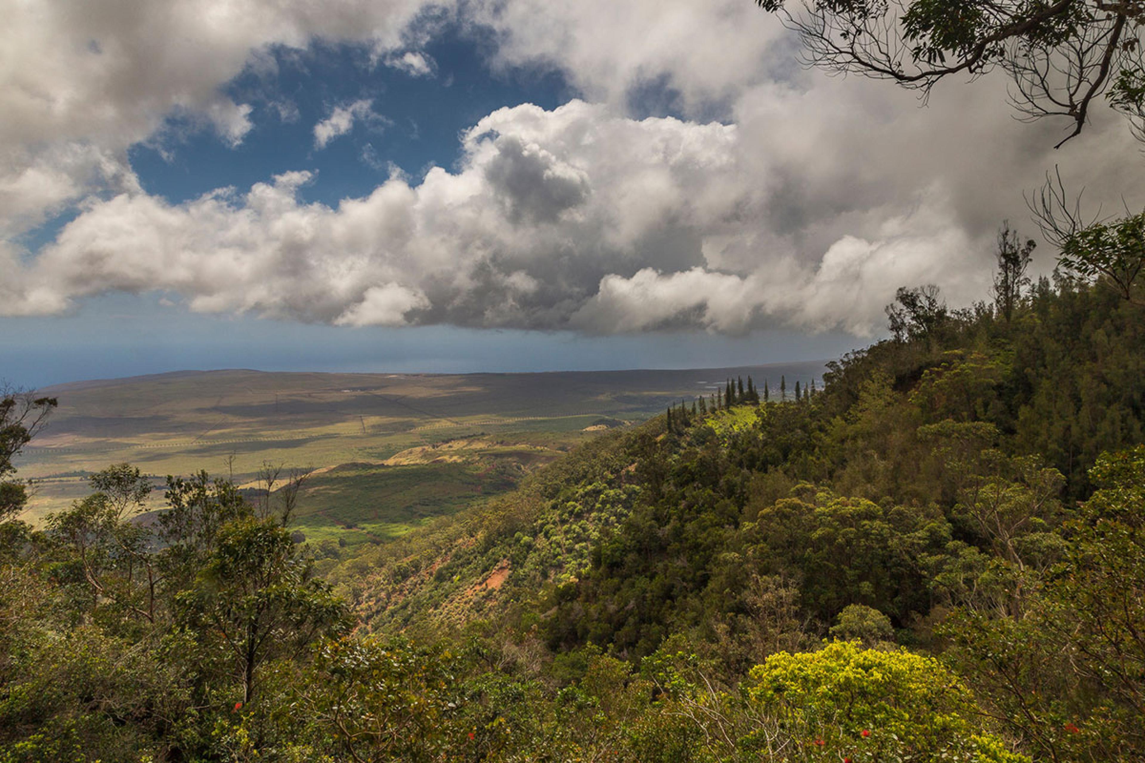 looking out over rainforest of hawaiian island lanai