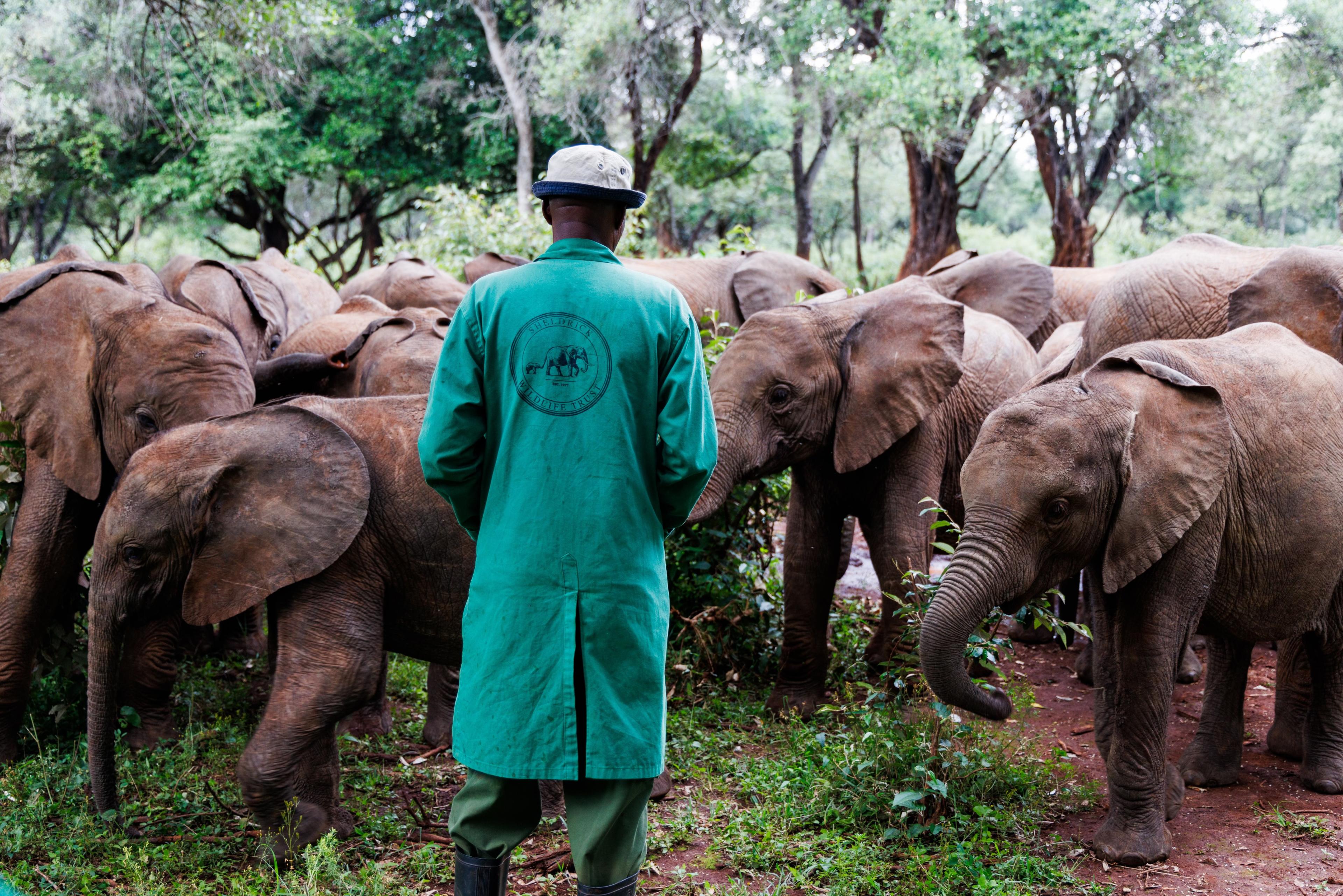 Visit the World’s Most Famous Elephant Nursery in Kenya