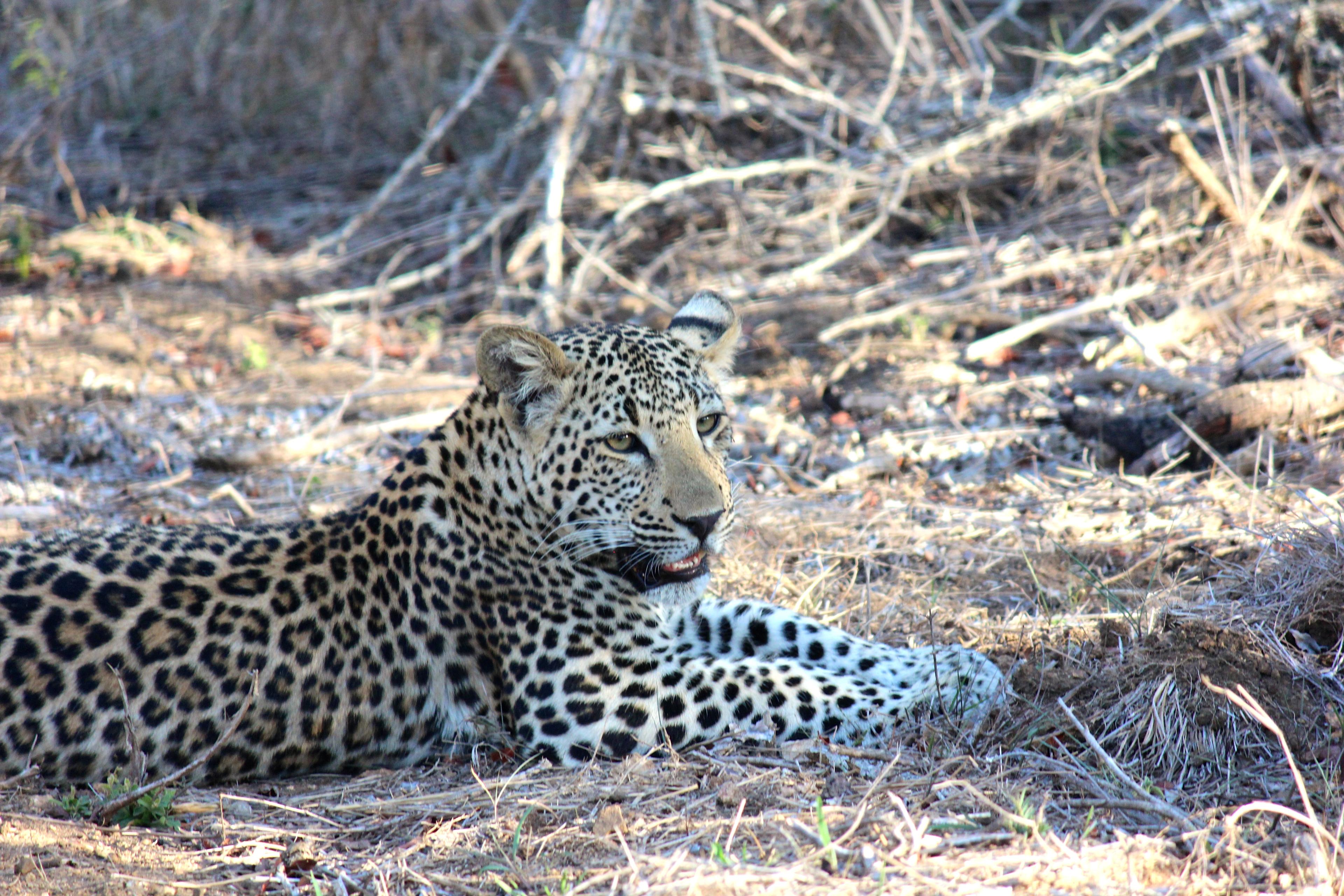 South_Africa-Safari-Emma_Pierce-2015-Cheetah_lounging