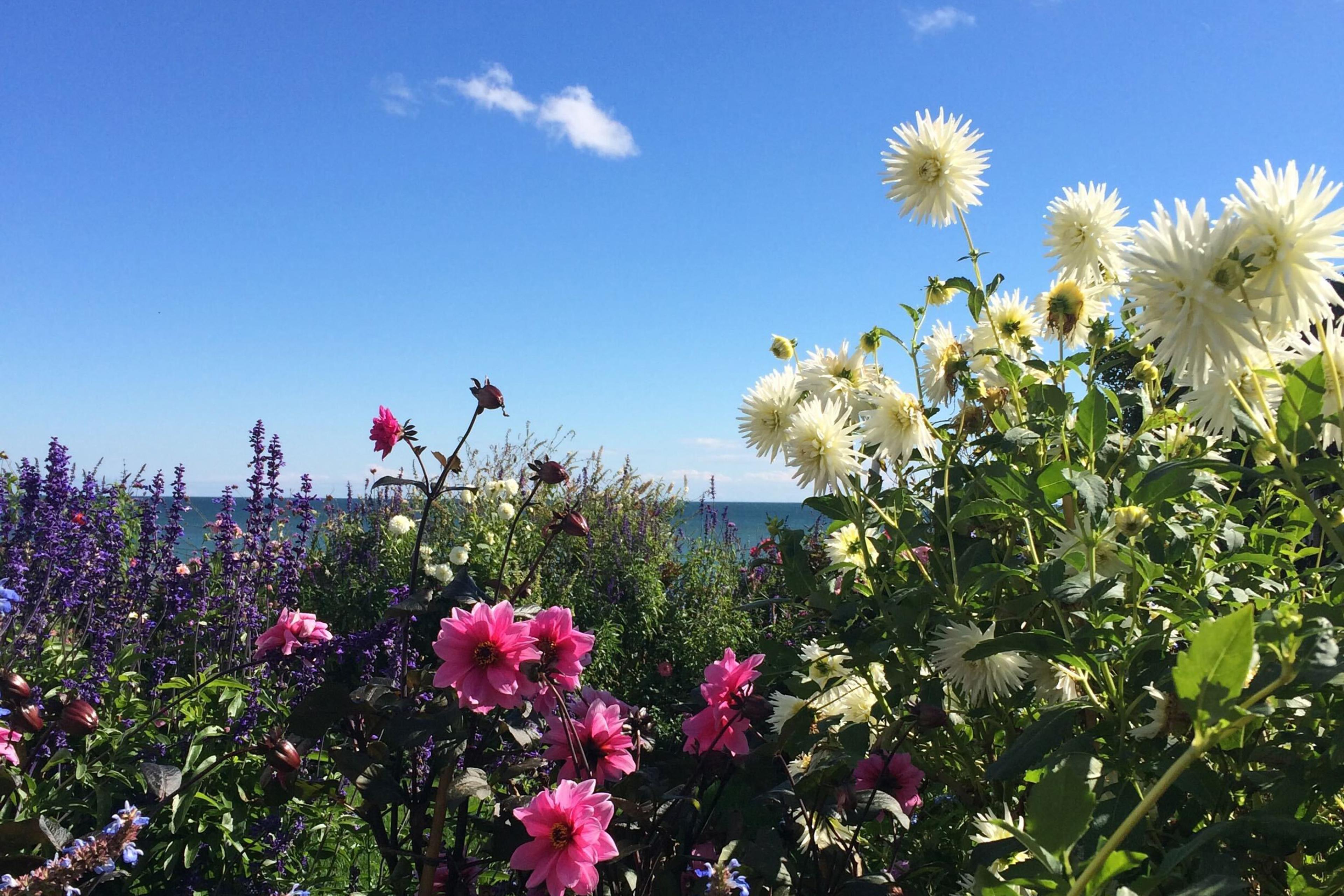 colorful flowers