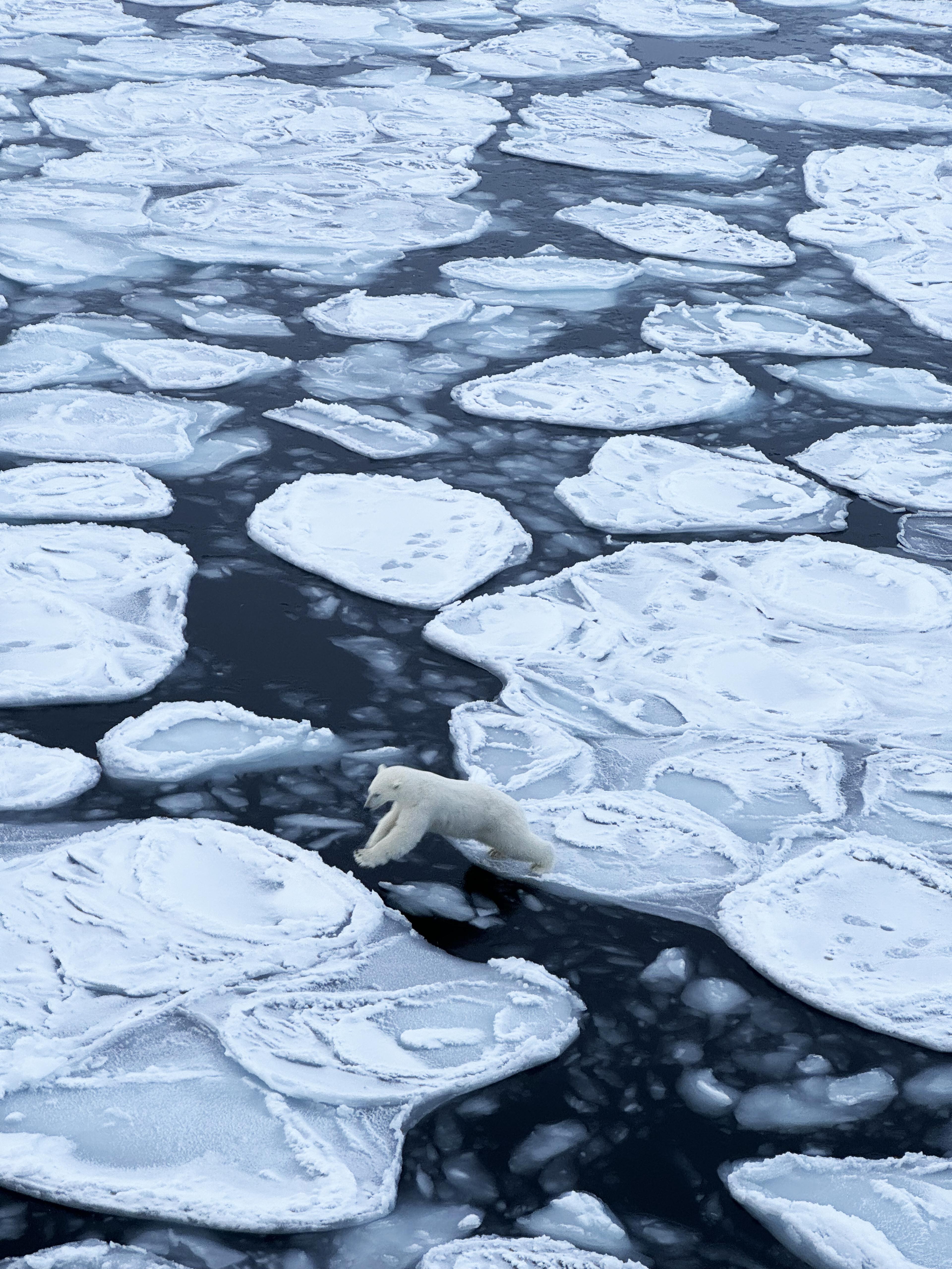 polar bear on floating ice seen from above